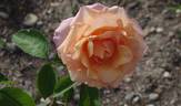 Rémy Martin ® rose photo