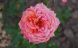 Jitřenka rose photo