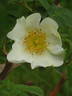 <i>Rosa omeiensis</i> 'Pteracantha' rose photo