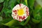 Roller Coaster rose photo