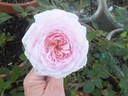 Magnificent Perfume rose photo