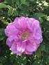 Jens Munk rose photo