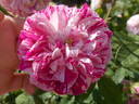 Madame d'Hébray rose photo