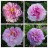 Florence Ducher ® rose photo