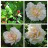 Hume's Blush Tea-scented China rose photo