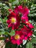 Grand-Duc Jean rose photo