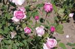 Radiance rose photo