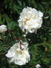 <i>Rosa spinosissima</i> 'Double White' rose photo