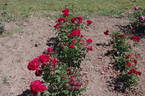 Nina Weibull ® rose photo
