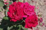 Nina Weibull ® rose photo