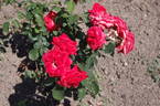 Scherzo ® rose photo