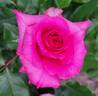 Hot Lady rose photo