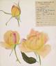 Soleil de France rose photo