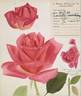 Charlotte Armstrong rose photo