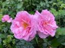 Grande-Duchesse Maria Teresa rose photo