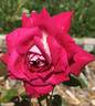 El Catalá rose photo