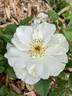 Oscar Peterson rose photo