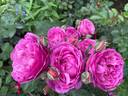 Eufemia rose photo