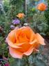 Whisky Mac rose photo