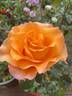 Whisky Mac rose photo