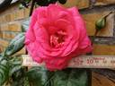 Shogun ® rose photo