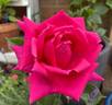 Wendy Cussons rose photo