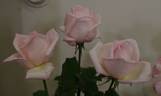 Royal Highness rose photo