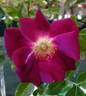 Sultry Sangria ™ rose photo