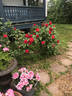 Hansaland ® rose photo