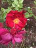 Hansaland ® rose photo