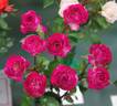 Red Carrousel rose photo