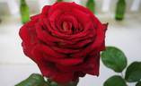 New Kleopatra rose photo