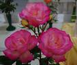 Bold Seduction rose photo