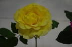 Gold Bunny rose photo