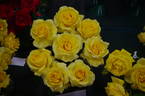 Gold Bunny rose photo