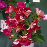 Be-Bop ™ rose photo