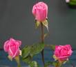Patio Pearl ™ rose photo