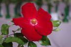 Apache rose photo