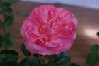 La Rose rose photo