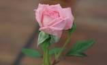 Pink Petticoat rose photo