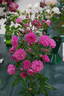 Jean Mermoz rose photo
