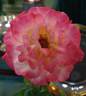 Summer of Love rose photo