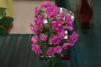 Jean Mermoz rose photo