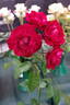 Dublin Bay rose photo