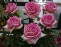Our Rosamond rose photo