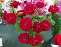 Moulin Rouge ® rose photo
