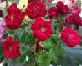 Moulin Rouge ® rose photo