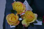 Wildfire rose photo