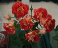 Rock 'N' Roll rose photo