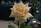 Northern Lights ® rose photo